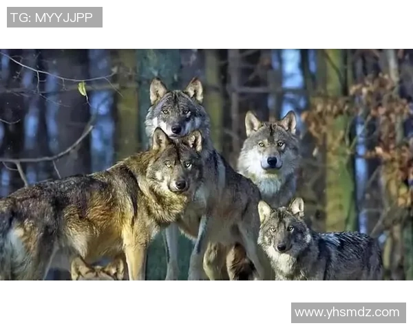 图兵工厂与狼的较量探秘：科技与野性的对决之路